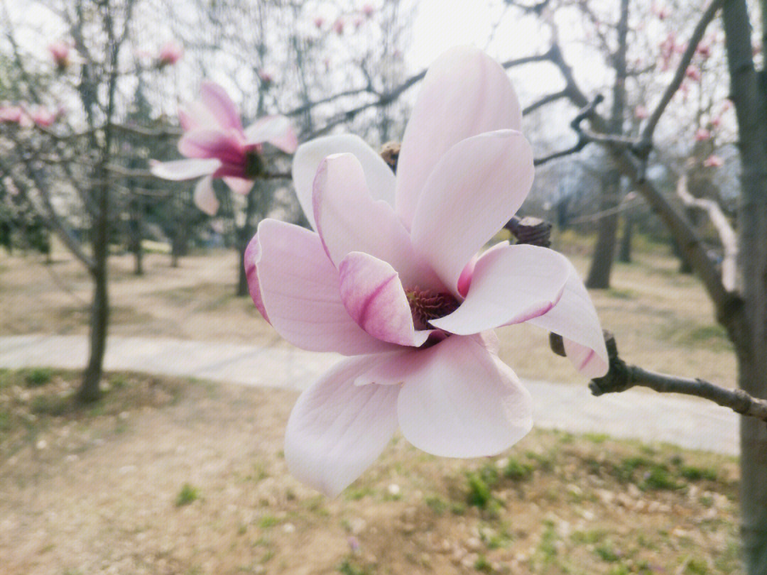 玉兰花