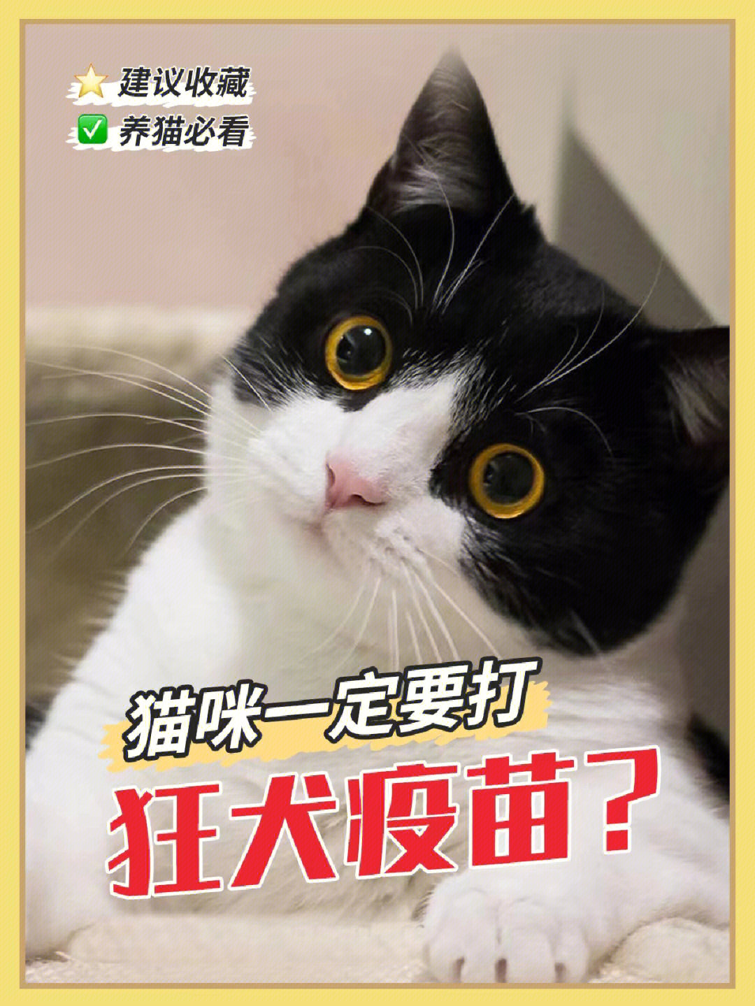 猫打疫苗多少钱图片