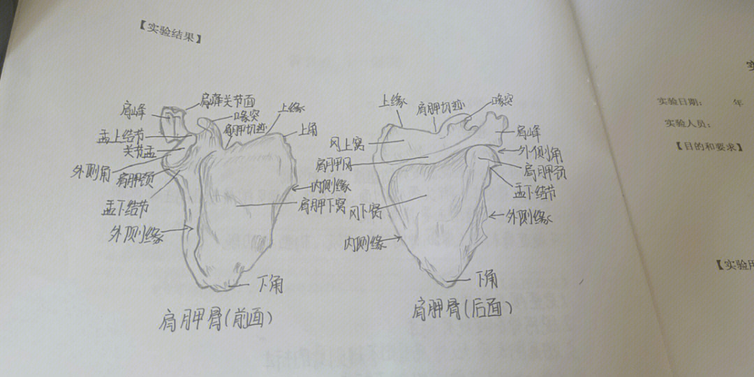 肩胛骨素描图图片