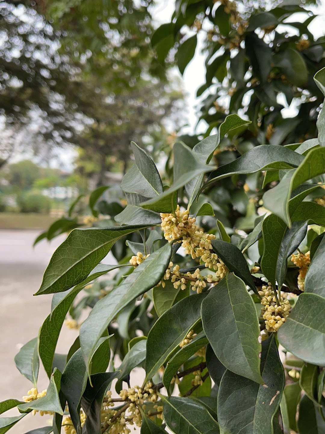 桂花的变化图片