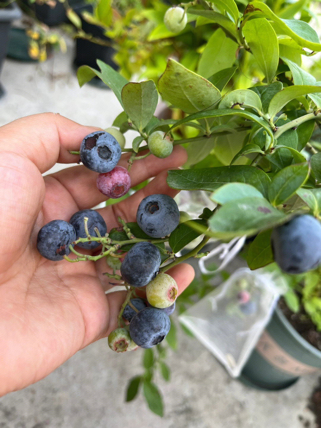 粉水蓝莓品种介绍图片