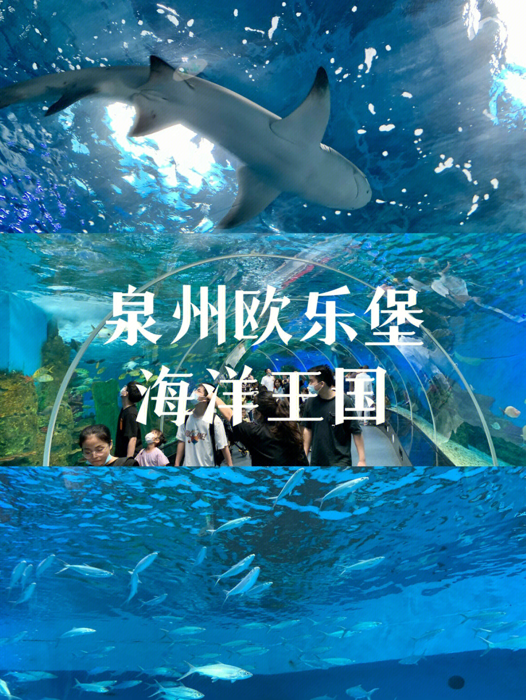 门票2709098有鲸鱼馆,海豚馆,江豚馆,企鹅馆,海底世界…有的馆