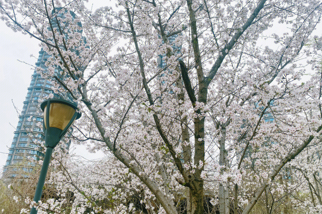 南昌樱花朝阳江滩公园