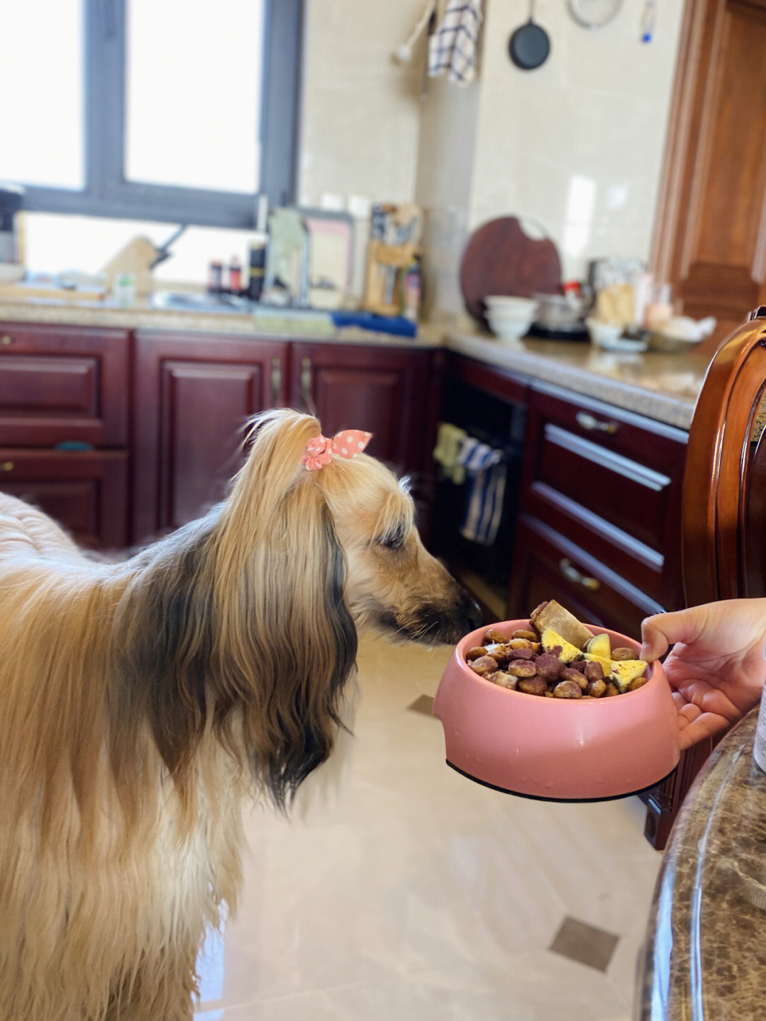 阿富汗猎犬保健推荐cranimals亮眼莓