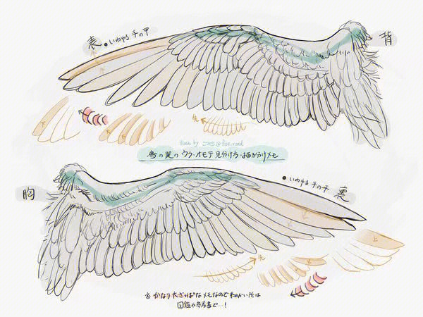 多角度翅膀绘画教程