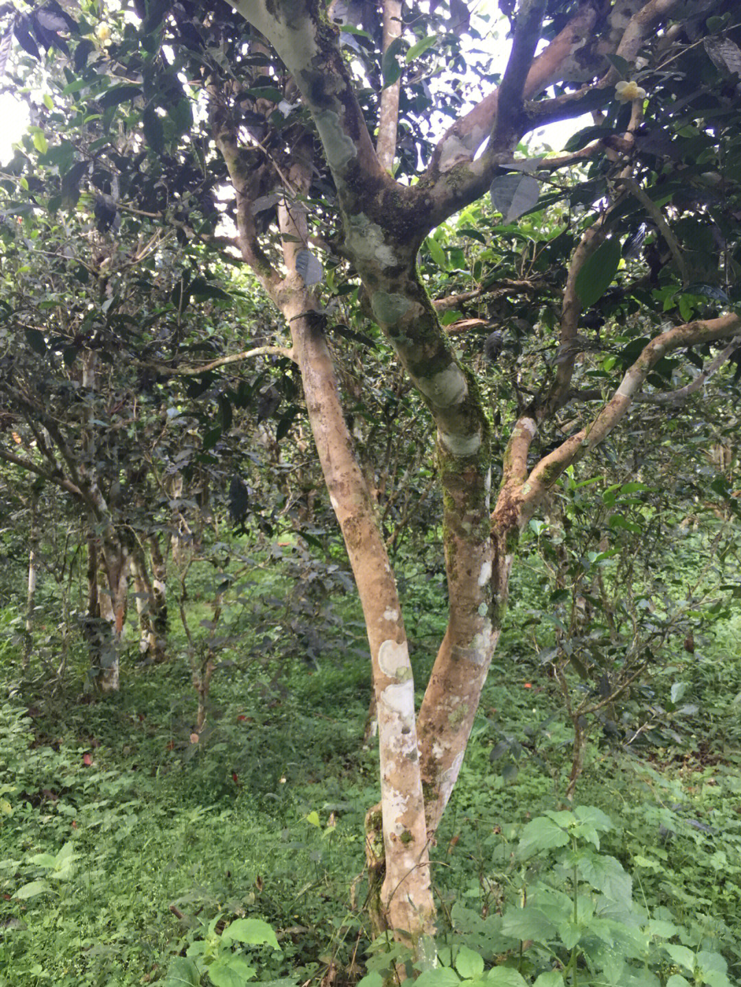 雨林古树茶曼捌图片