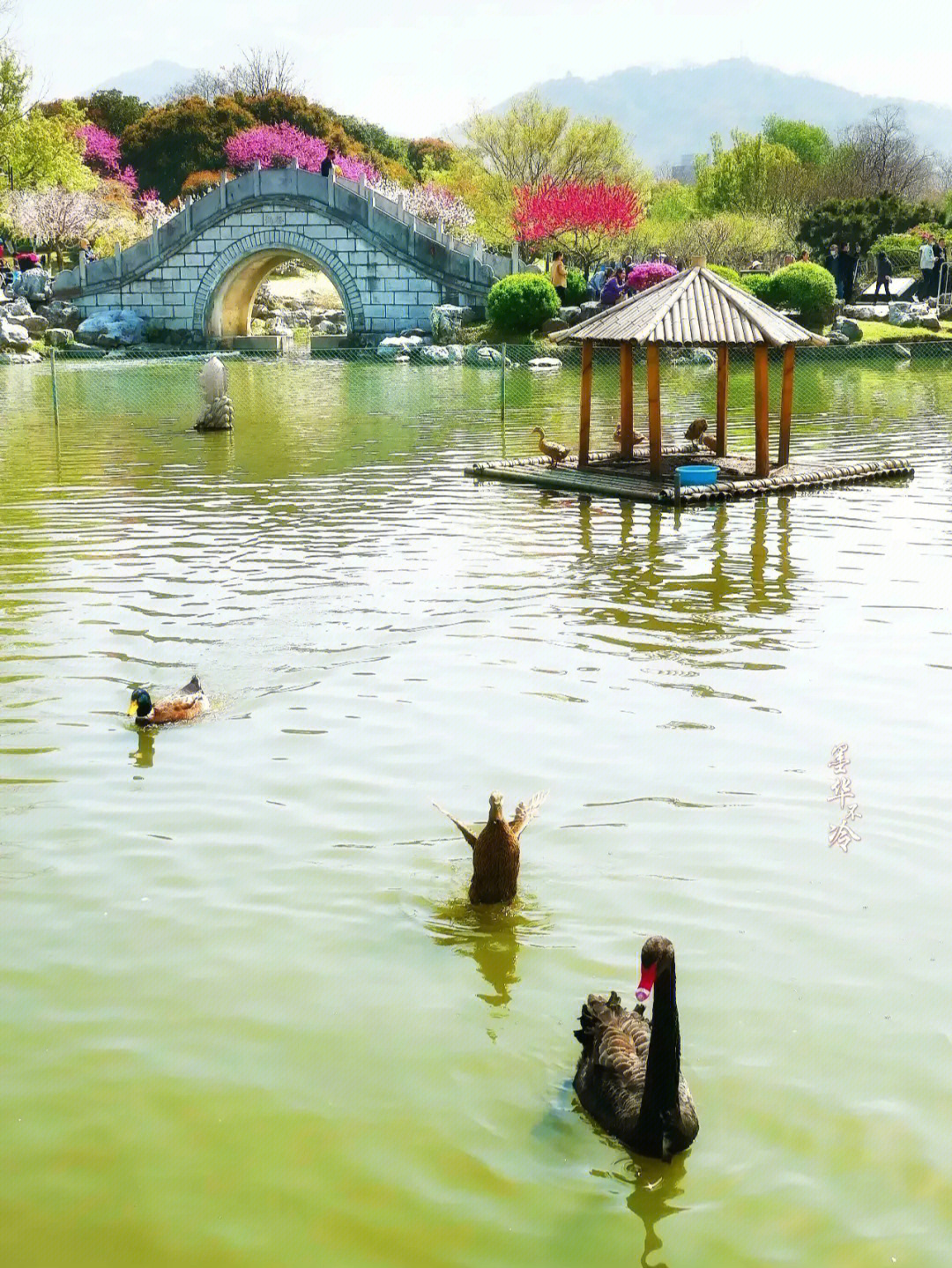 南京玄武湖公园情侣园图片