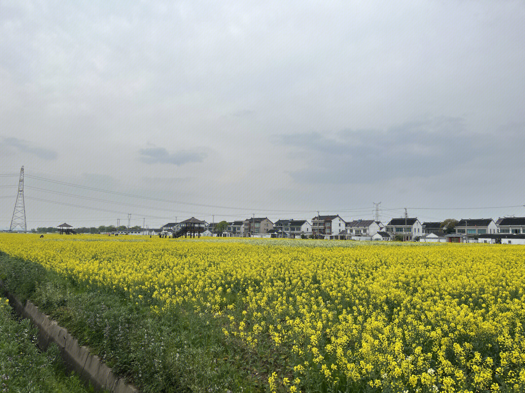 吴江北联村油菜花图片