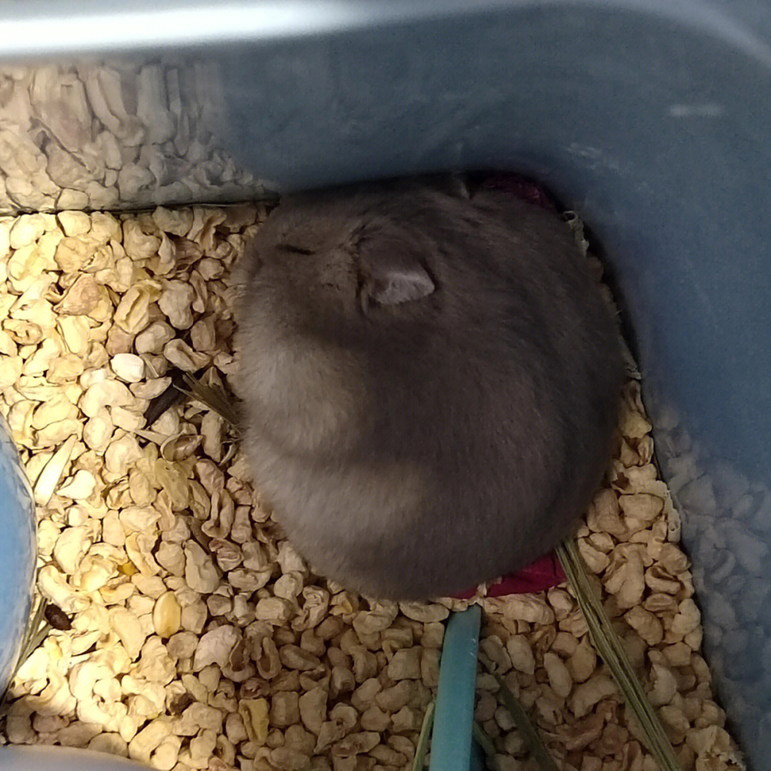 侏儒仓鼠  睡不醒的鼠球