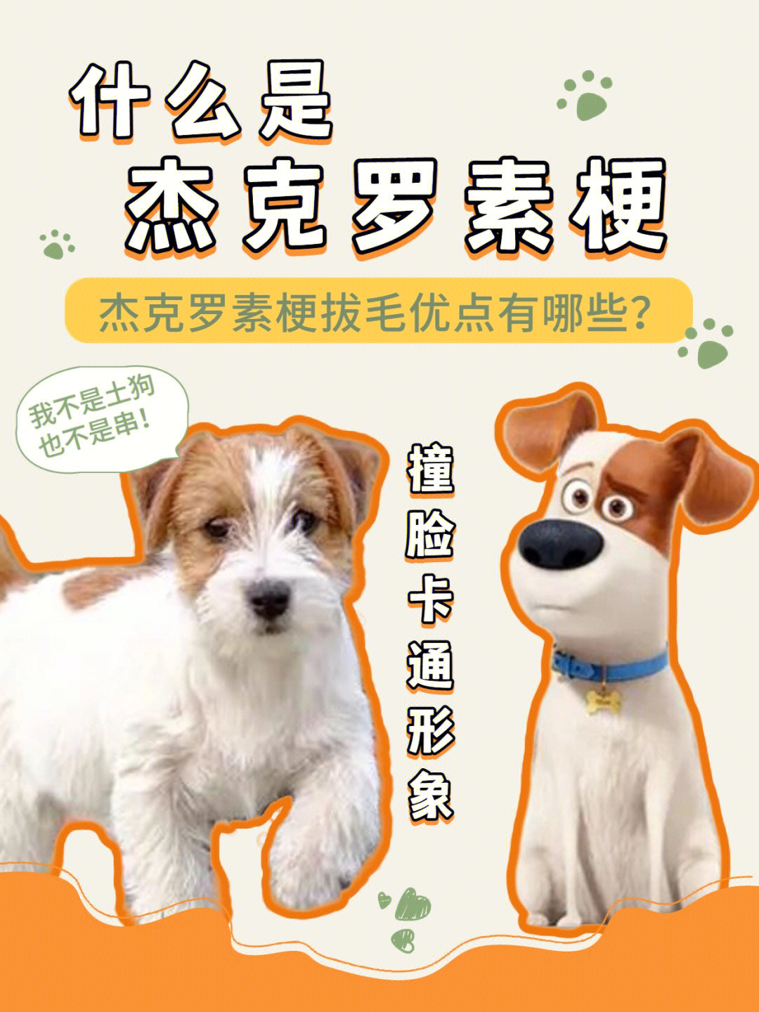 梗犬排名图片