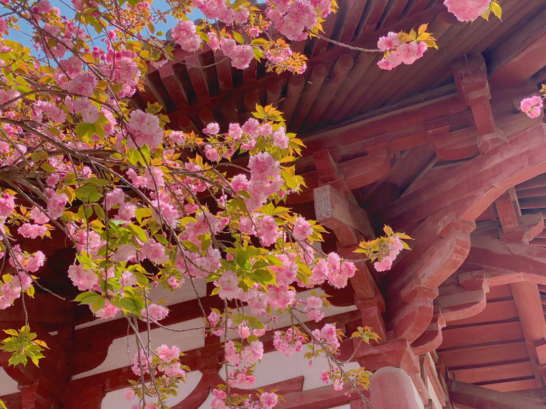 青龙寺樱花开了