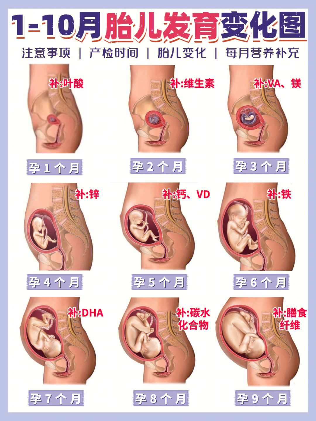 怀孕1到10月的婴儿图图片