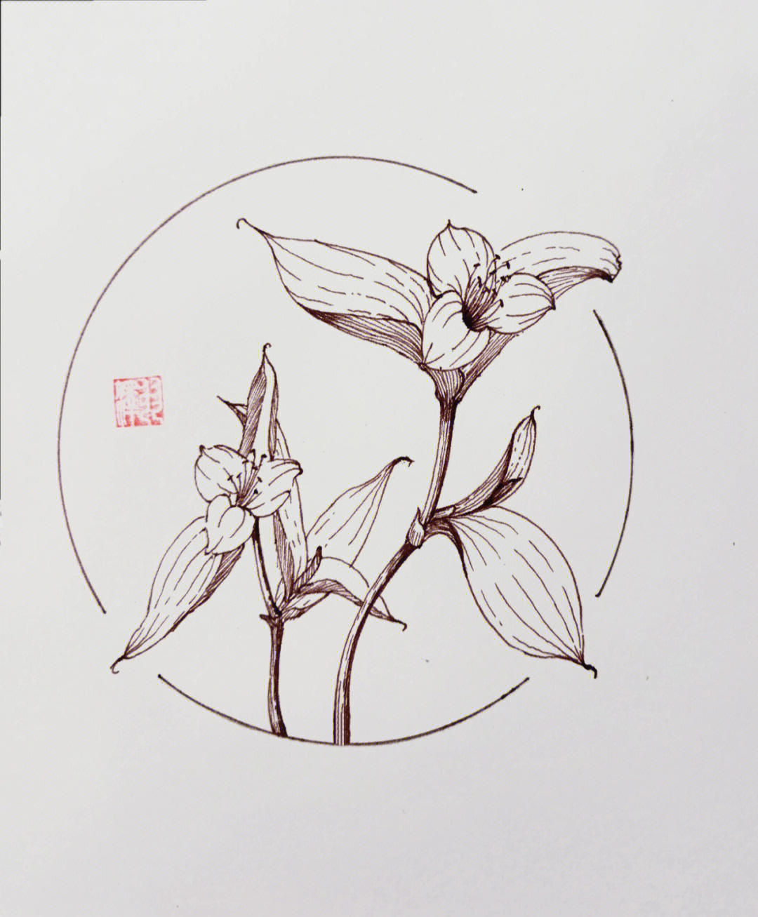 每日一画植物速写紫锦草