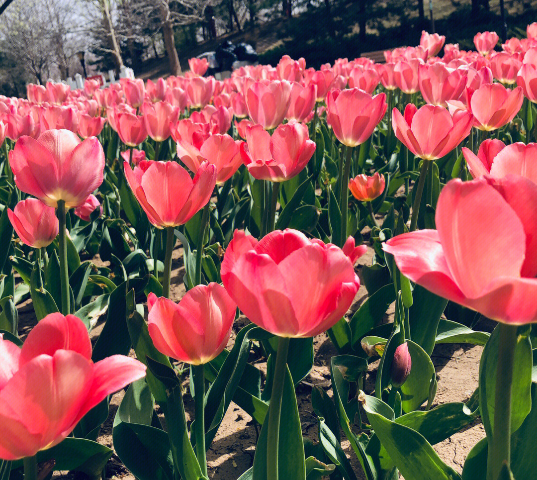 春暖花开