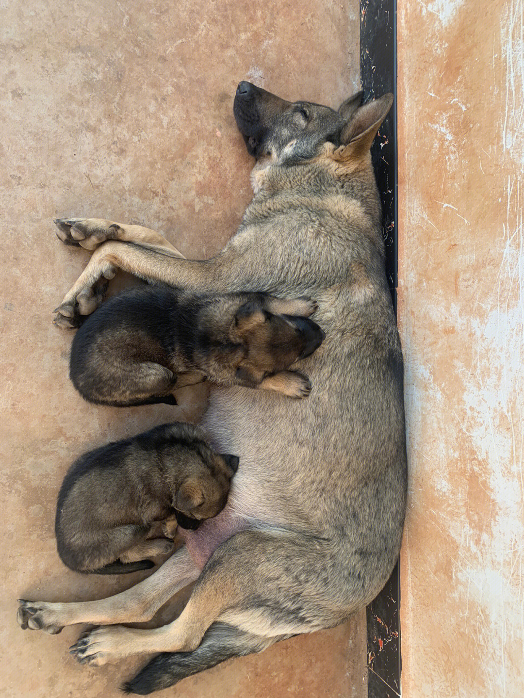 昆明犬杂交土狗图片