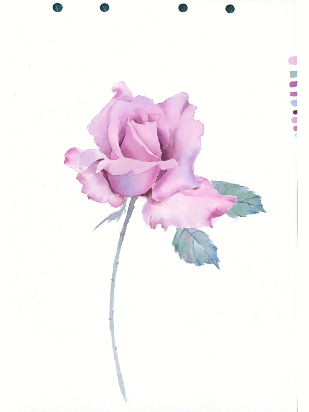 水彩紫玫瑰内附线稿及步骤图