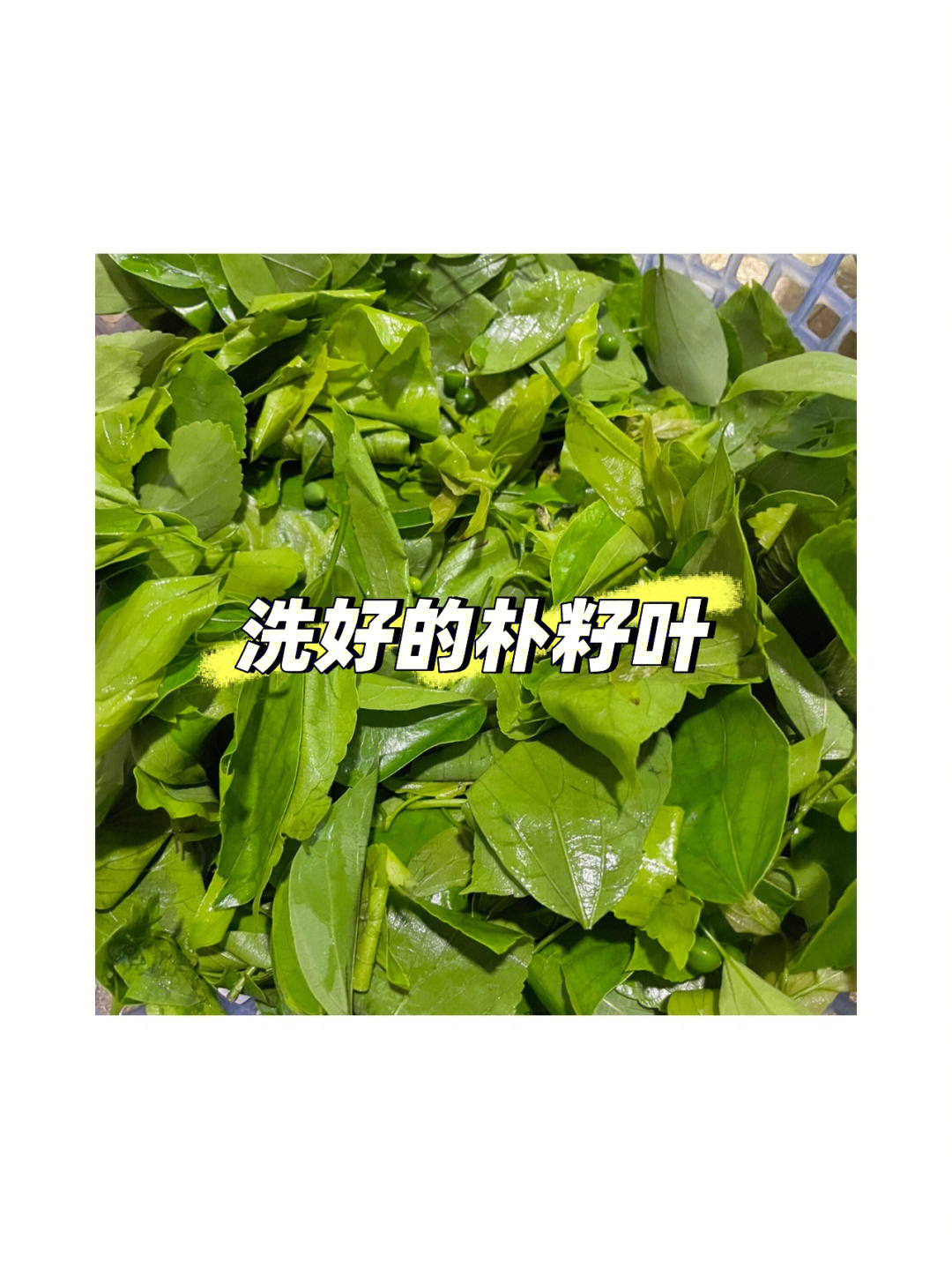 朴籽粿潮汕绿色