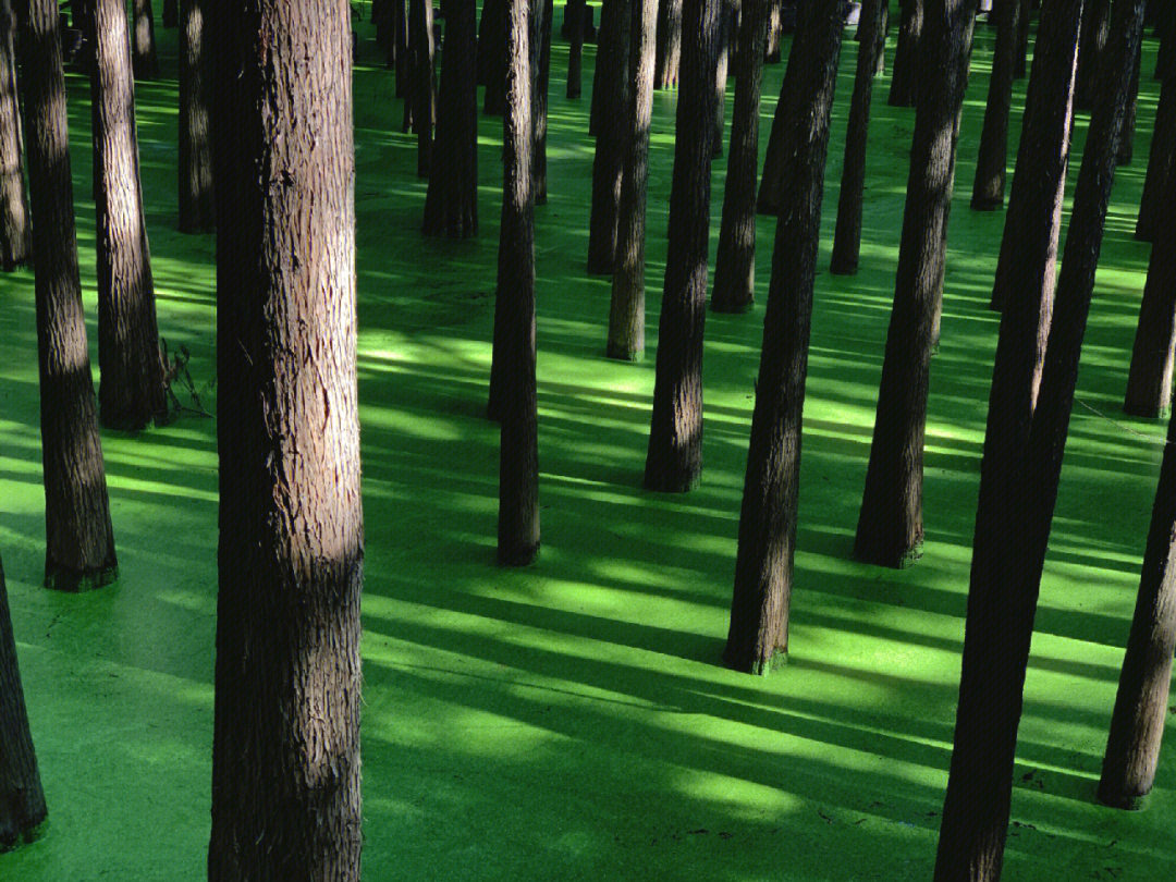 杭州木育森林图片