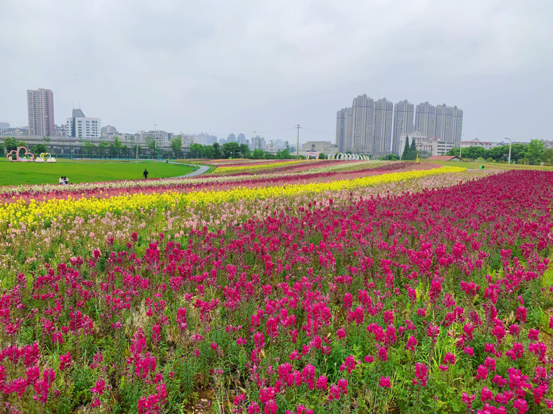 南昌马兰圩湿地公园图片