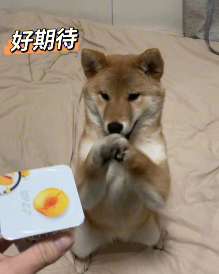 柴犬下楼表情包图片