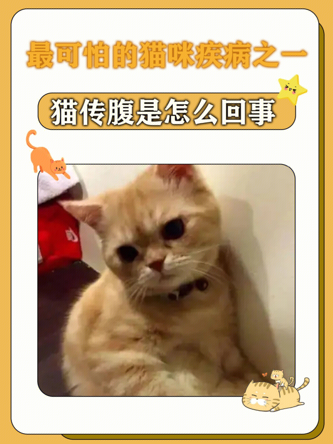 最可怕的猫咪疾病之猫传腹是怎么回事