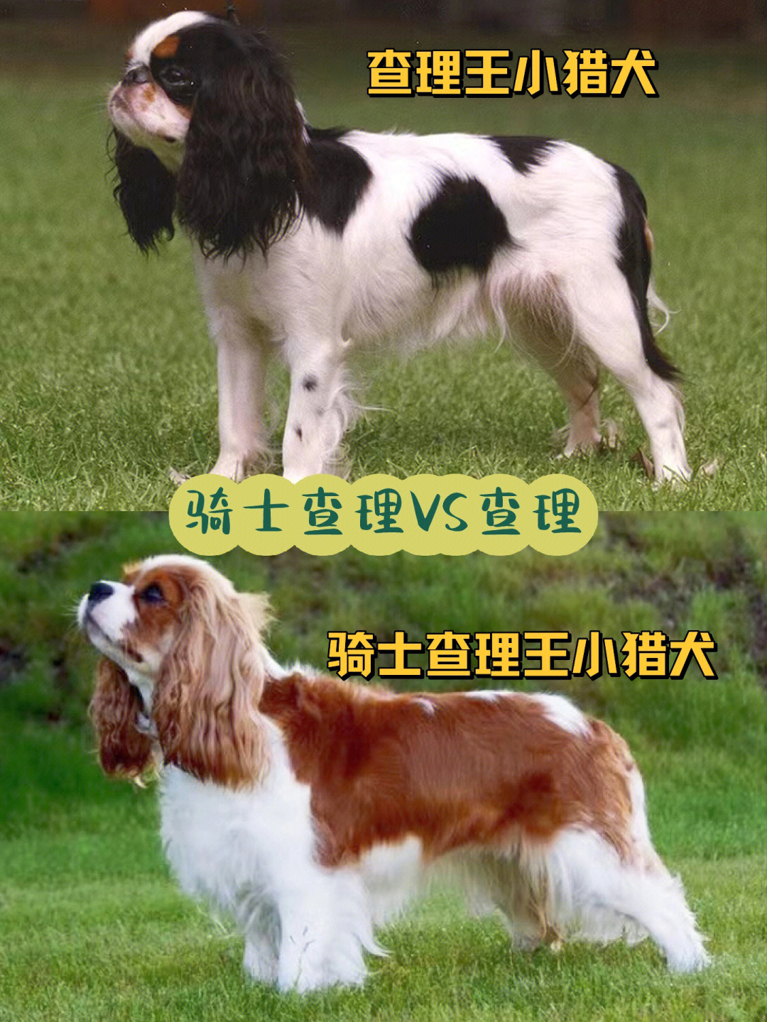 骑士查理王小猎犬寿命图片