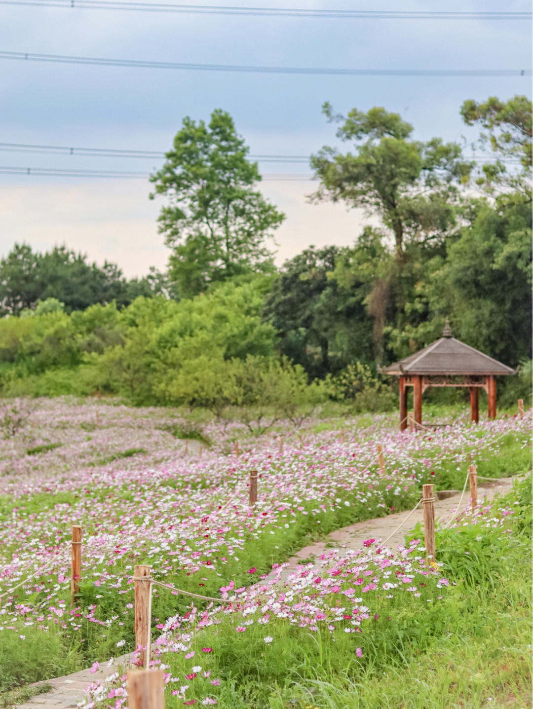 东莞格桑花花海图片