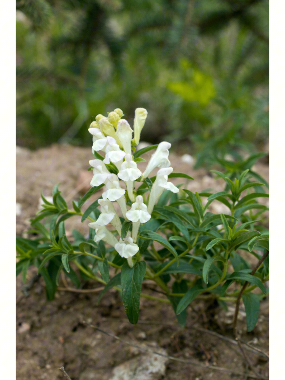 内蒙植物并头黄芩