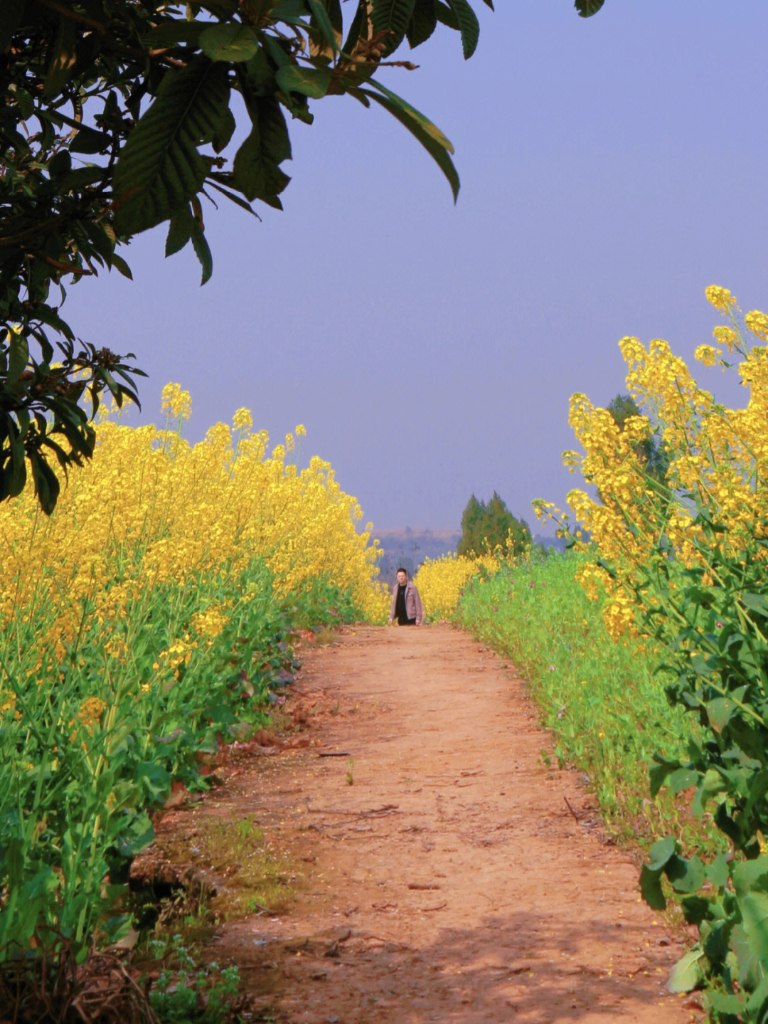 打卡油菜花田#油菜花就路边一块小菜地#醒图调色