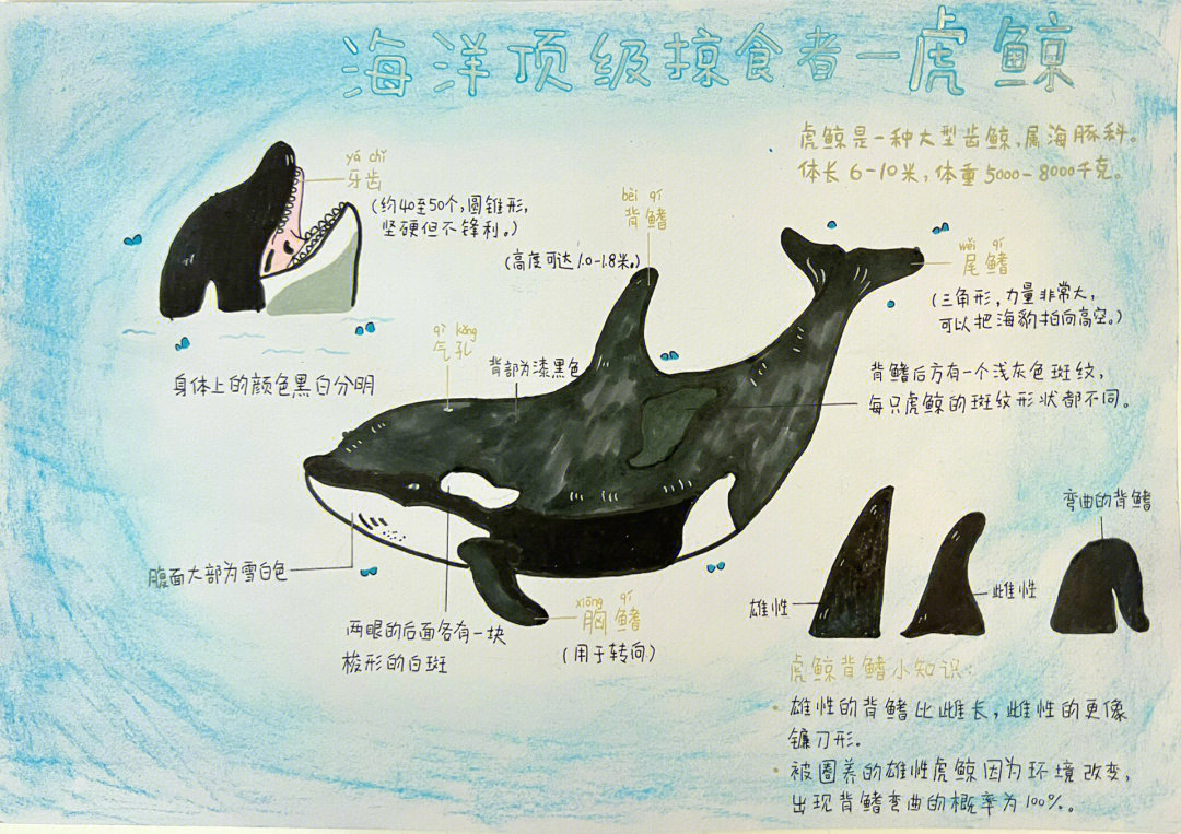 鲸鱼图画书手抄报图片