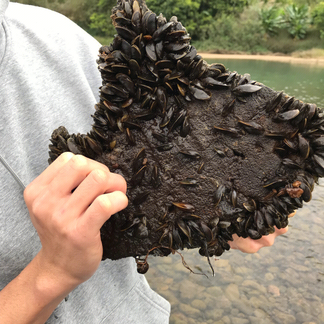 红肉河蓝蛤图片