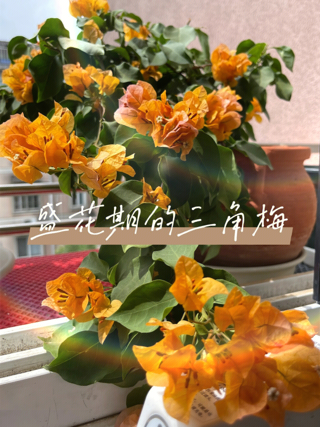 盛花