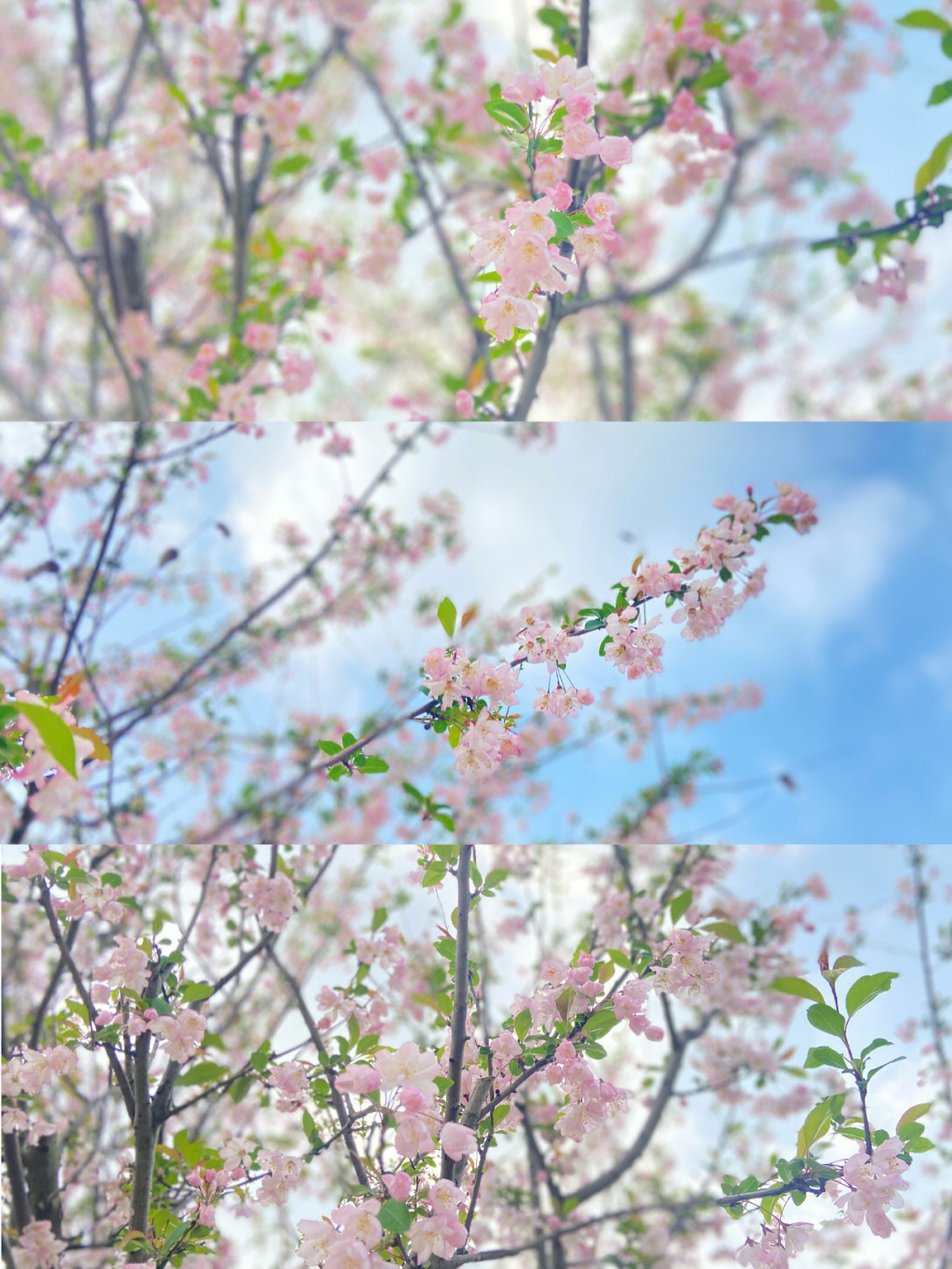 三月樱花