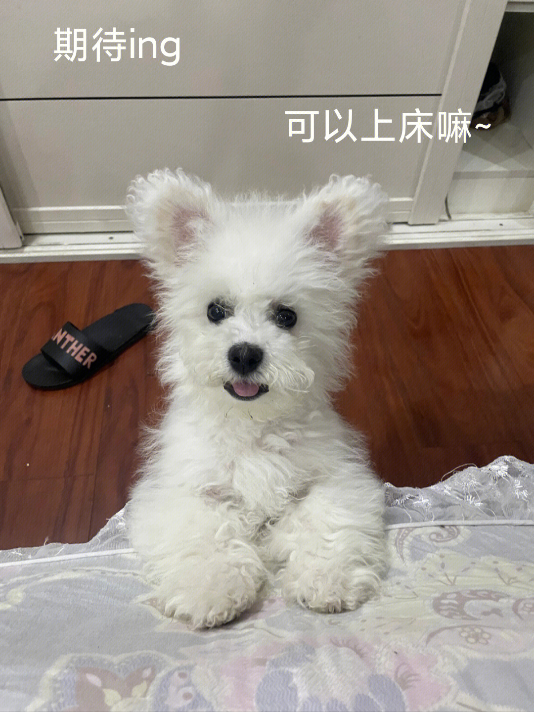 小鹿犬和比熊杂交图片图片