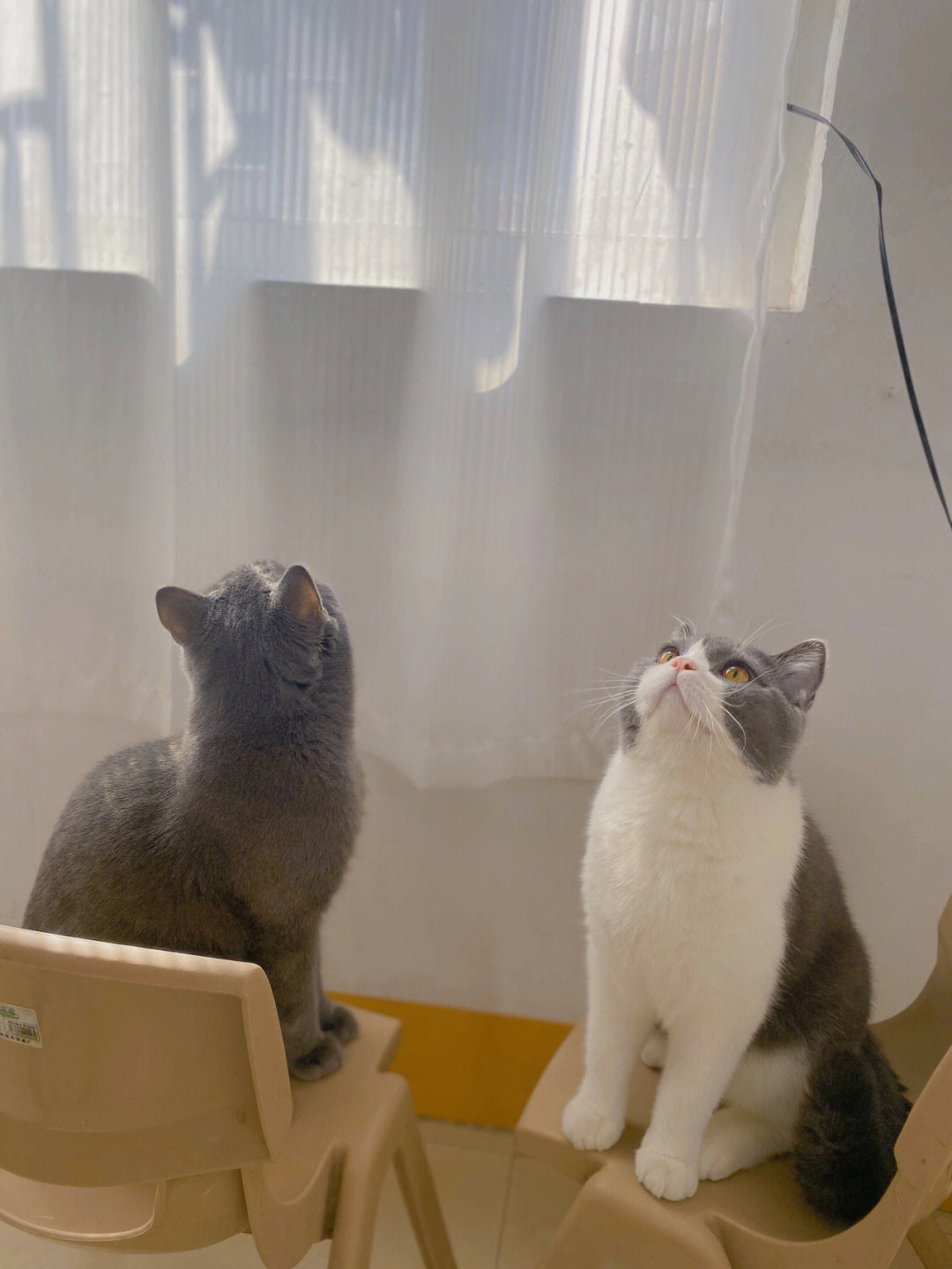 每天都想要到窗台抓蝴蝶的猫