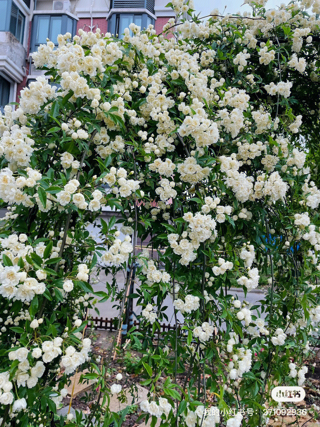 雨后的木香花,表现还是那么优秀