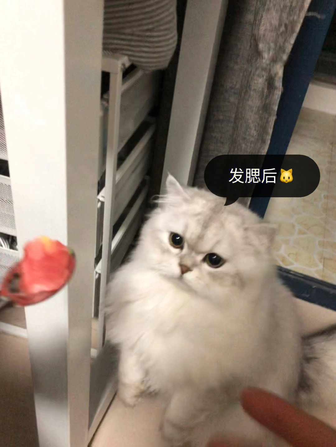 猫猫发腮后到底能有多可爱