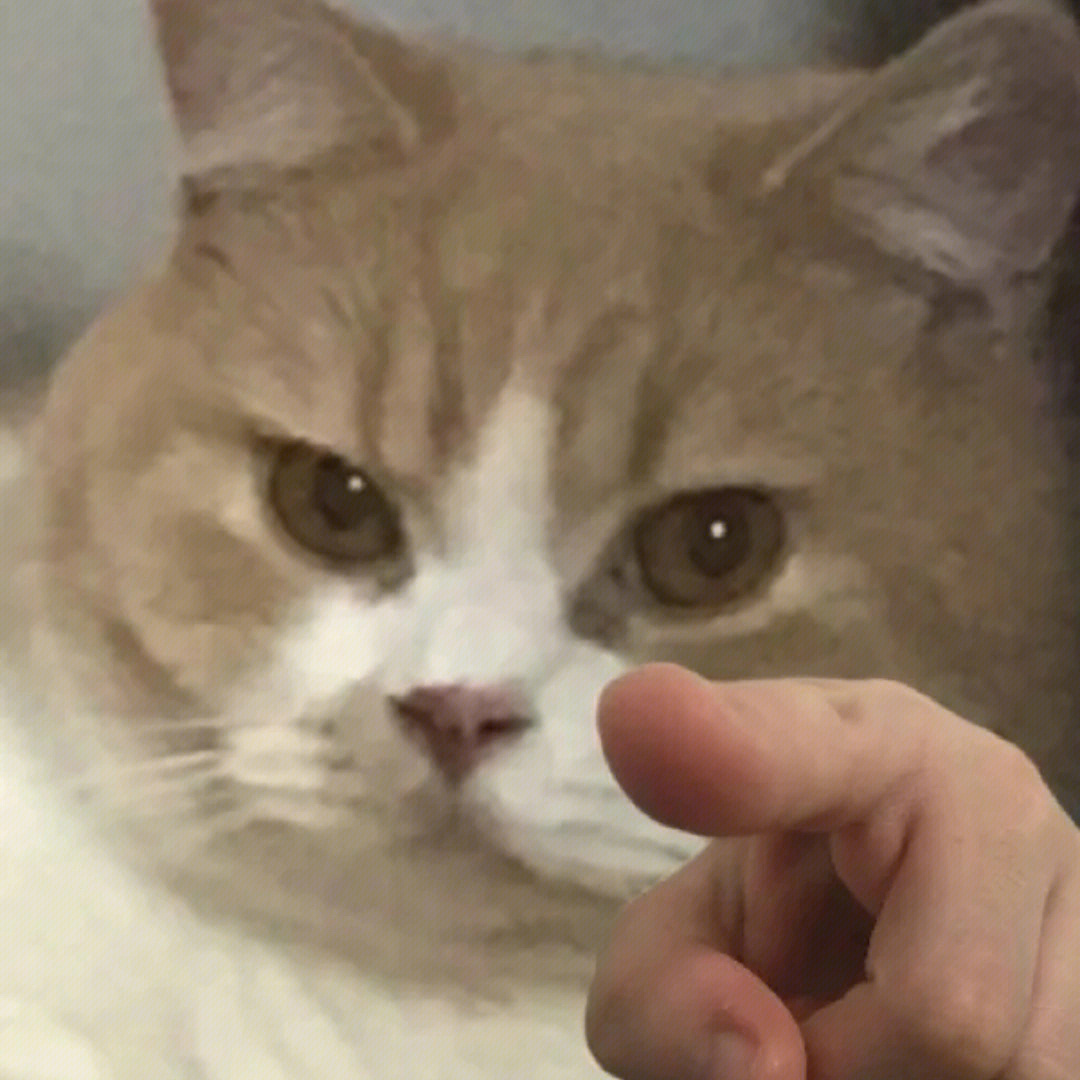 一个猫头一个手指表情图片
