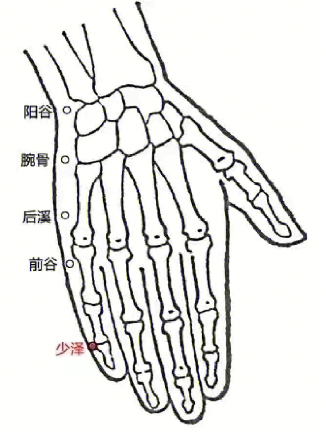 少泽的准确位置图左手图片