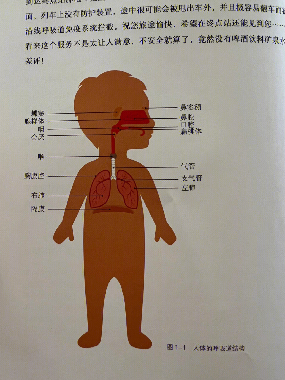 咽,喉)和下呼吸道(气管,支气管,细支气管和肺泡)组成