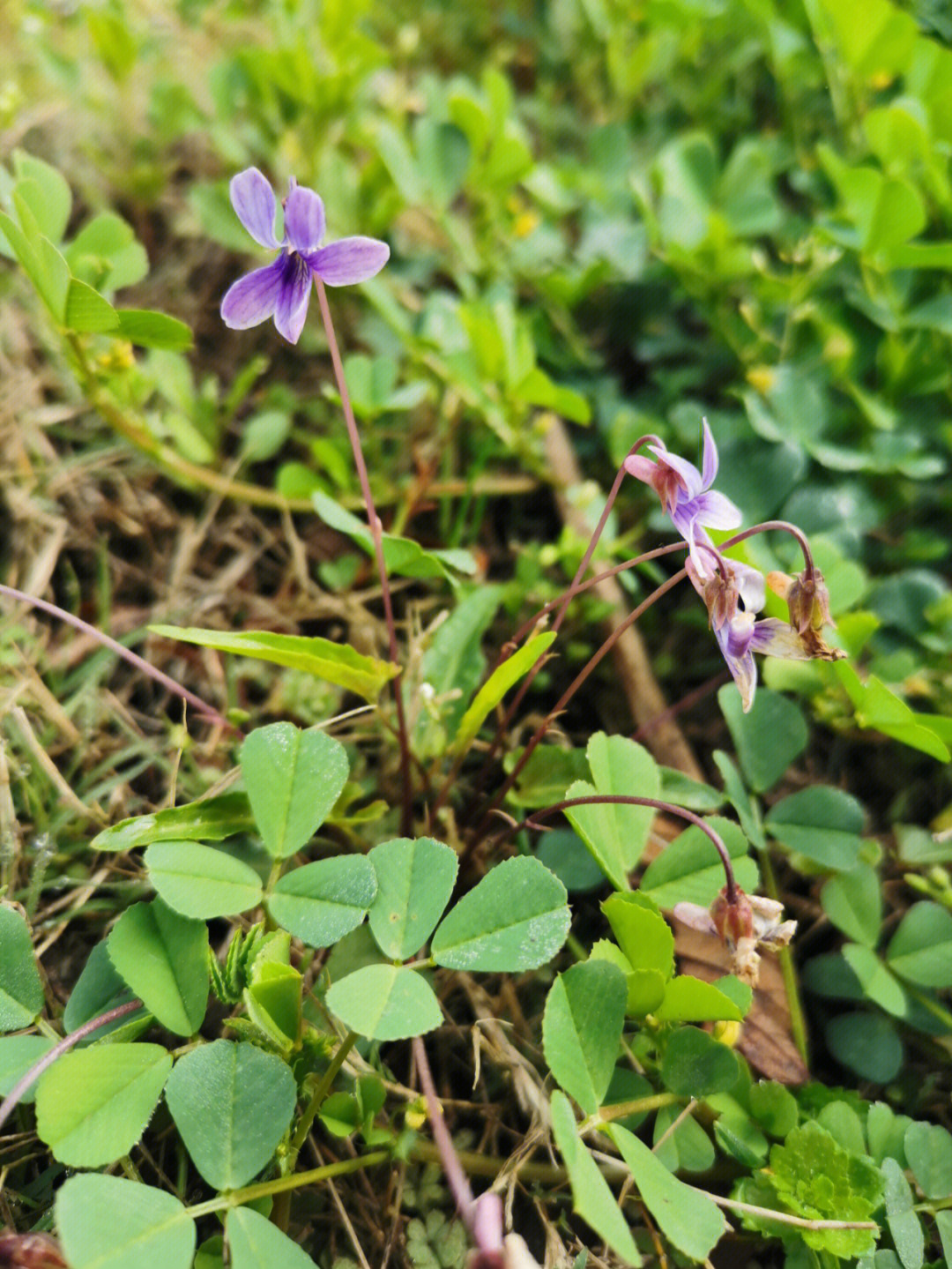 白花地丁花语图片