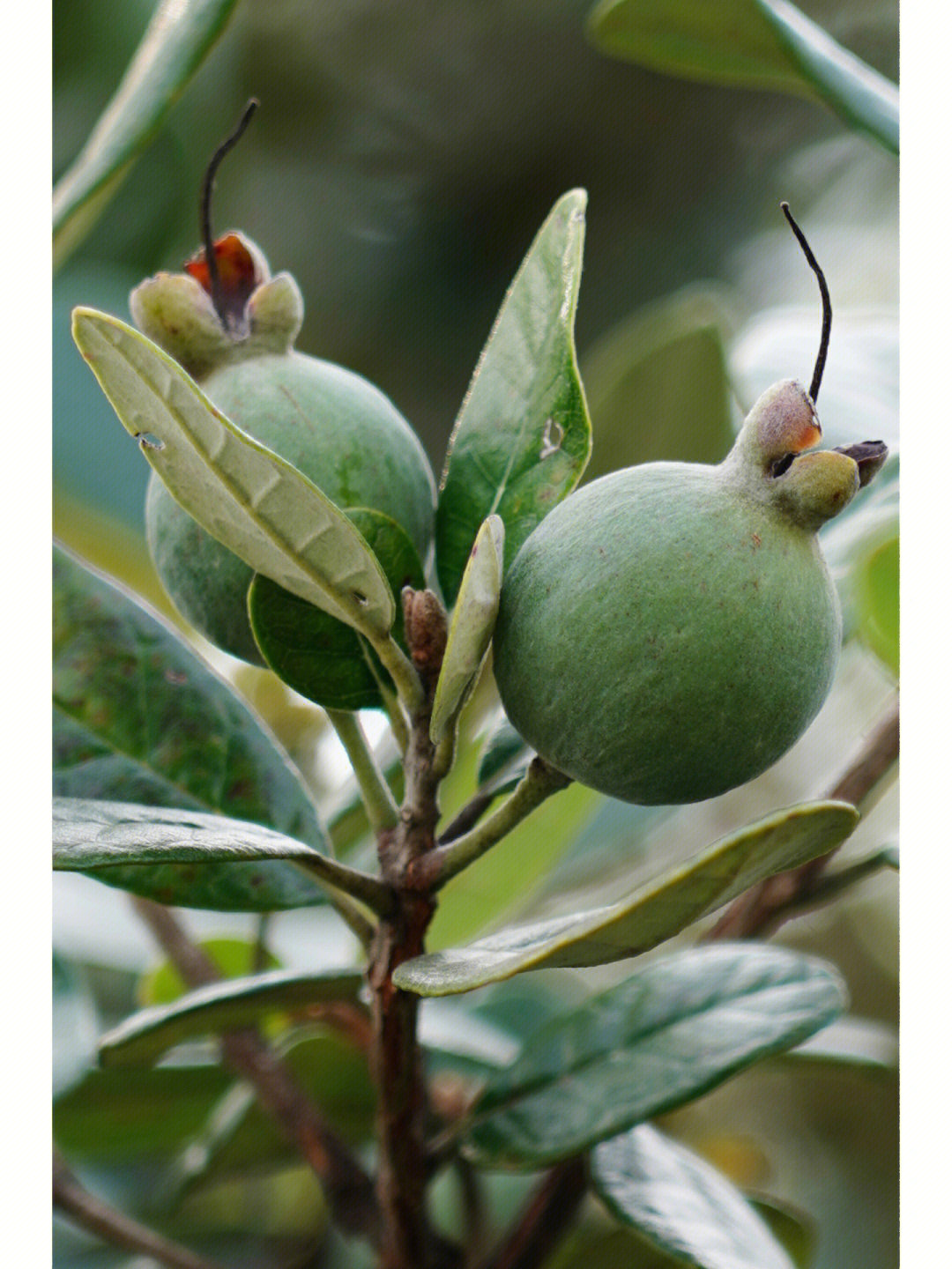 菲油果,别名:斐济果feijoa,费约果,南美稔,美味的南半球水果,桃金娘科