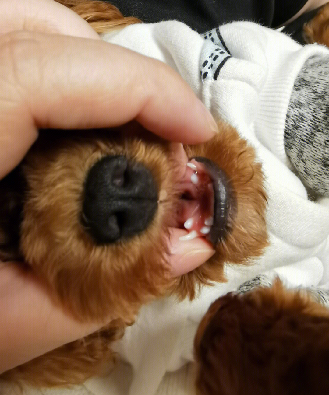 泰迪犬牙齿年龄图片
