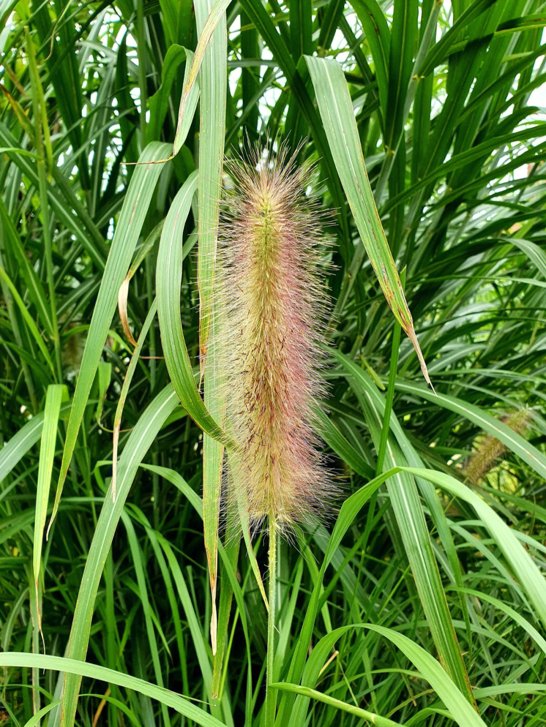 毛绒绒可爱的小尾巴919191#狼尾草#观赏草#植物