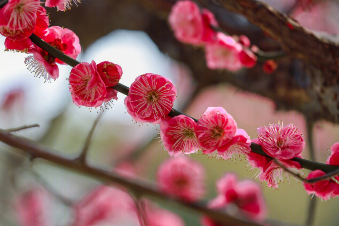 春光大好梅花