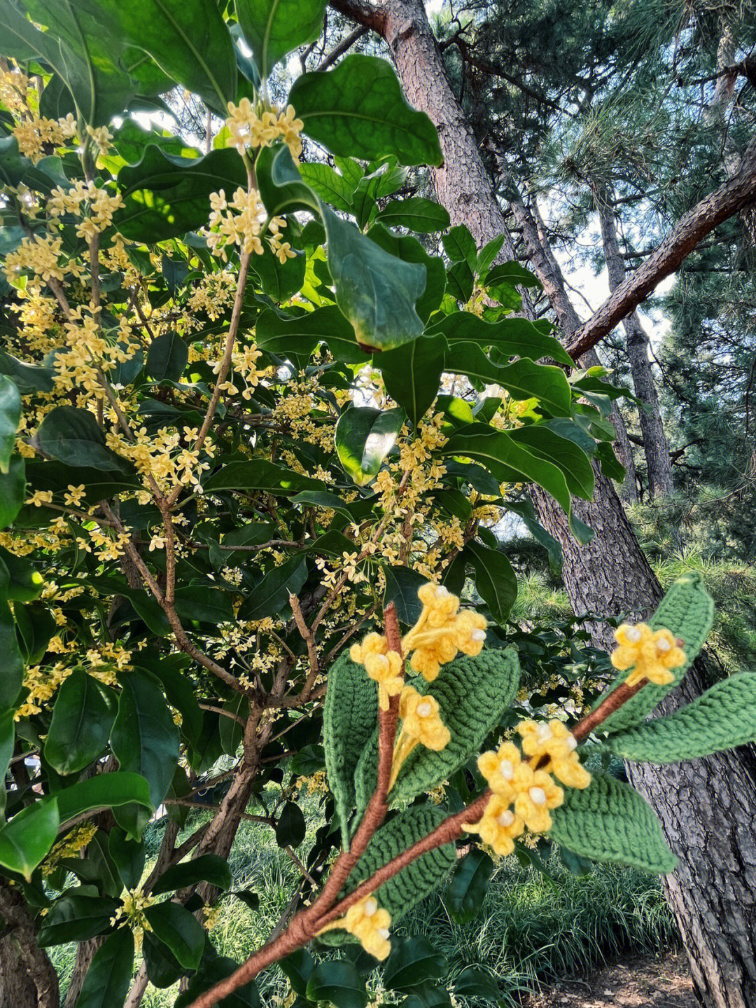 赤金散植物图片