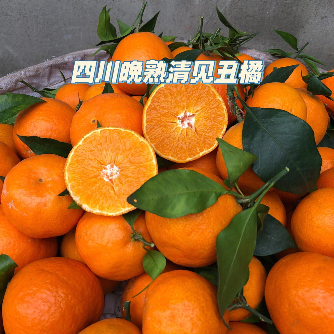 看过来吧这个是四川5月才成熟的清见丑橘,它的母本是丑橘父本是橙子