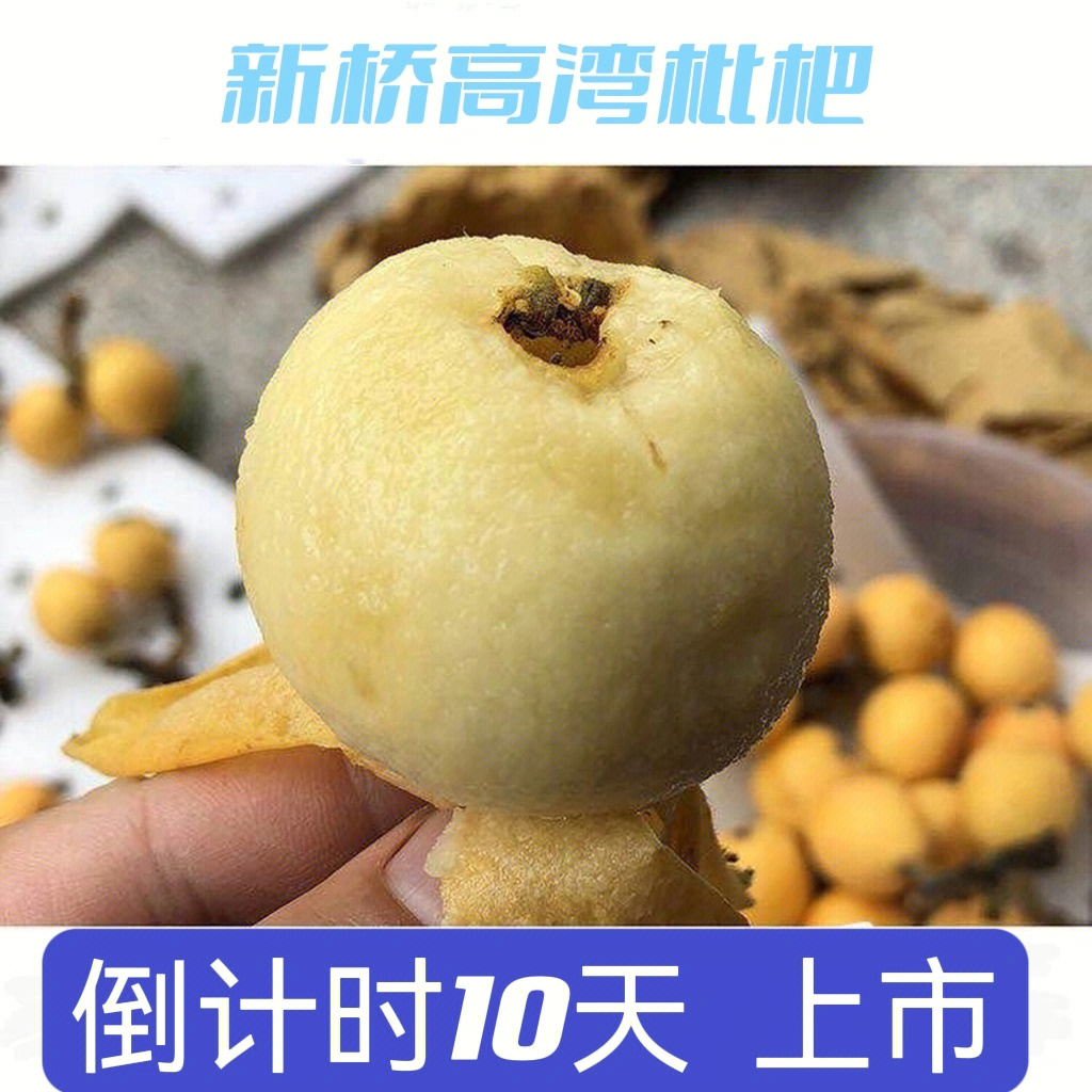 新桥高湾枇杷预计还有10来天就上市了