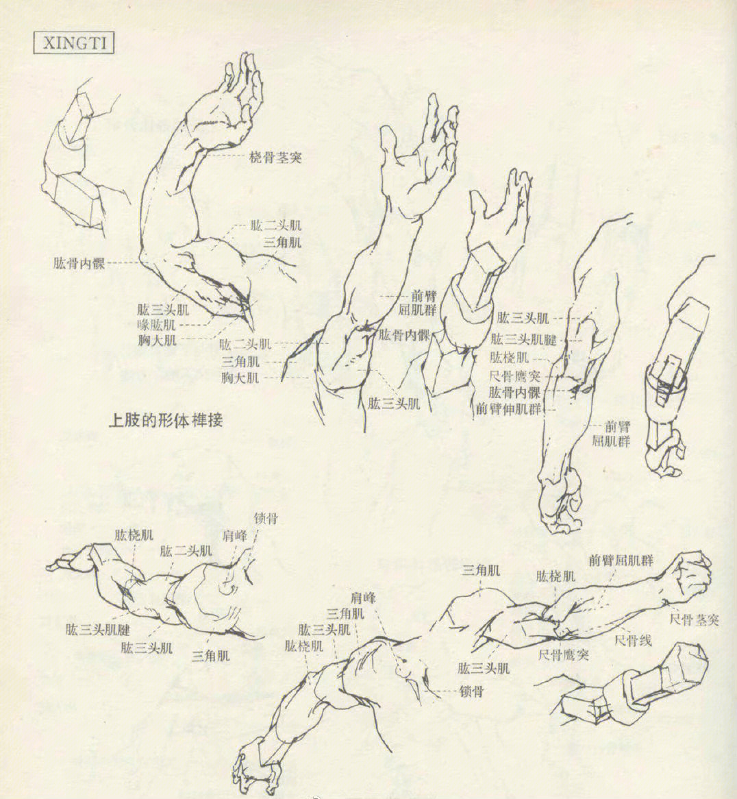 速写手臂结构详细拆分和解析速写必学