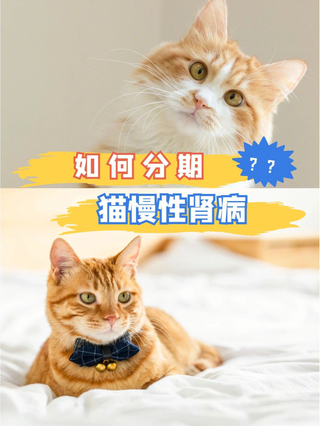 猫慢性肾病如何分期71